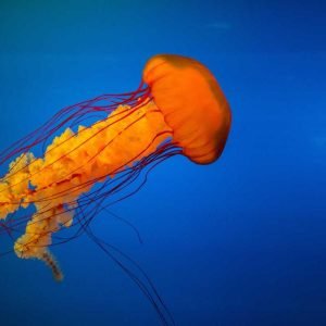 Landscapes, Seascapes, Cityscapes & Nature Style